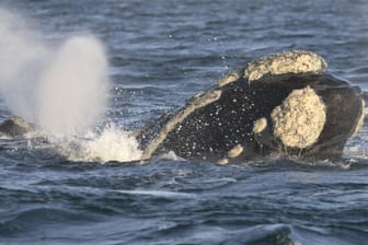 Ein Atlantischer Nordkaper: Sechs tote Tiere wurden vor der kanadischen Küste gefunden. (Archivbild)