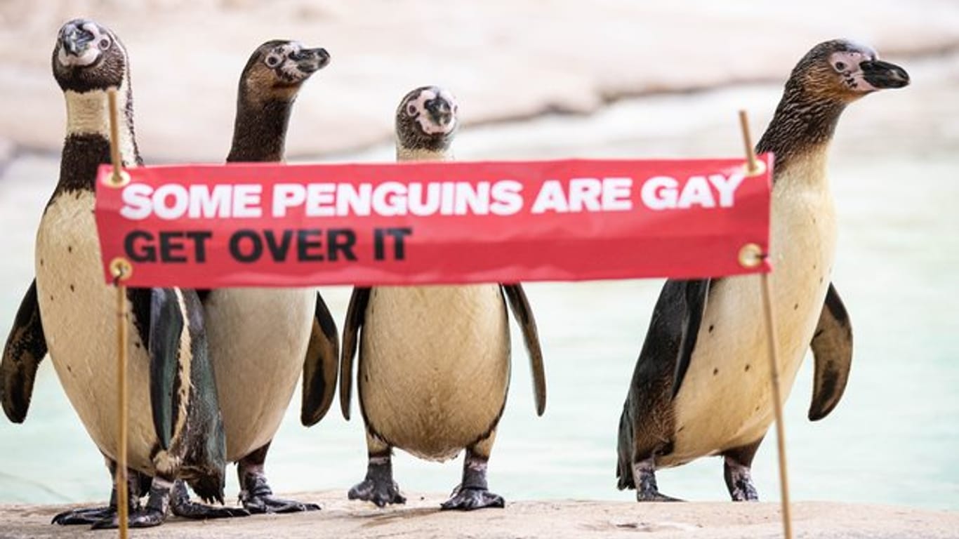 "Manche Pinguine sind schwul, komm darüber hinweg" - mit diesem Spruch will der Londoner Zoo über Homosexualität bei Tieren aufklären.