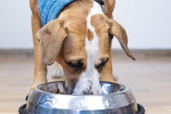 Ein Hund frisst aus einem Napf: Hunde freuen sich oft über das immer gleiche Futter.