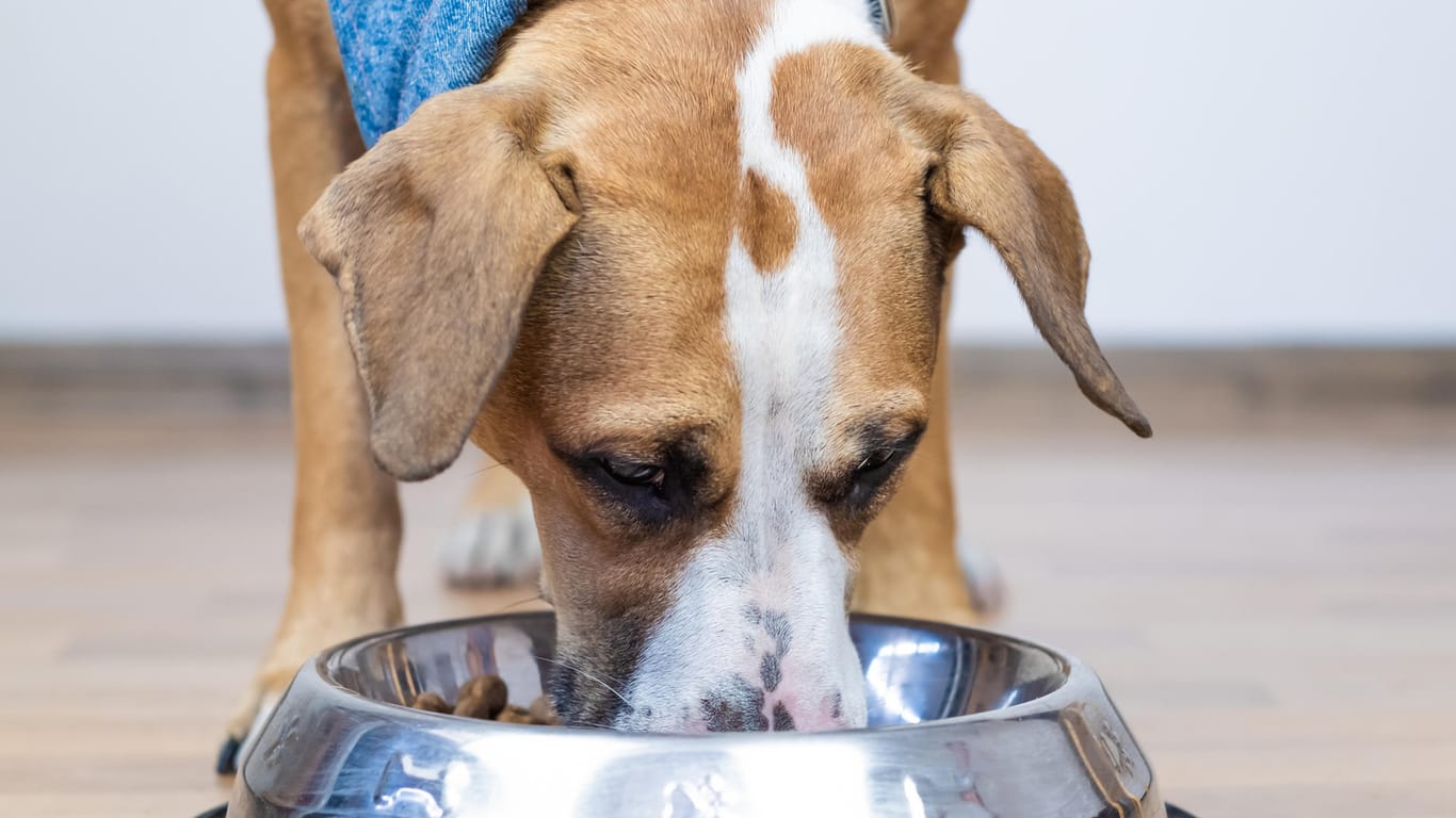 Ein Hund frisst aus einem Napf: Hunde freuen sich oft über das immer gleiche Futter.