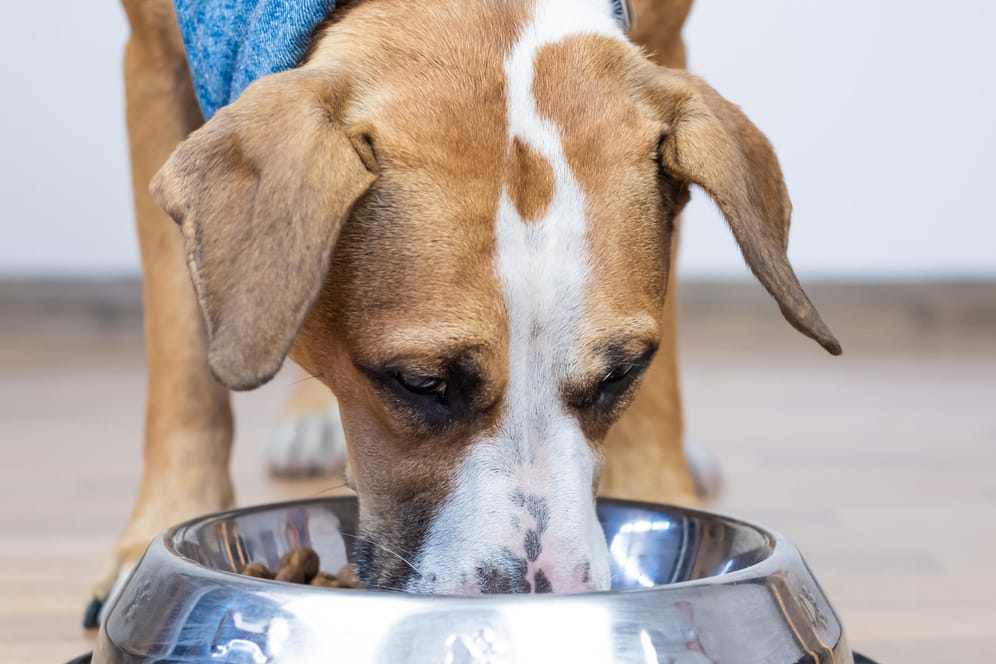 Hunde frisst aus einem Napf: Fressnapf ruft derzeit Futter für Hunde zurück.