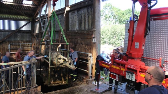 Ein Rind wird mit einem Kran aus der Gülle gezogen: Die Tiere waren in die Grube unter ihrem Stall gefallen, weil der Boden verrutscht war.