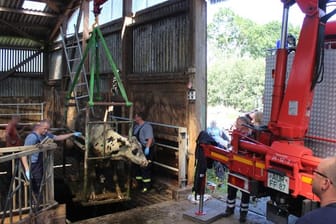 Ein Rind wird mit einem Kran aus der Gülle gezogen: Die Tiere waren in die Grube unter ihrem Stall gefallen, weil der Boden verrutscht war.