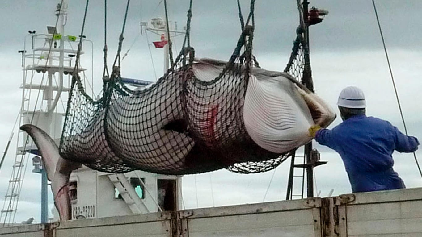 Nach dem Fang eines Zwergwals wird dieser von einem Schiff im Hafen abgeladen: Japan will bis zum Ende des Jahres 227 Wale töten.