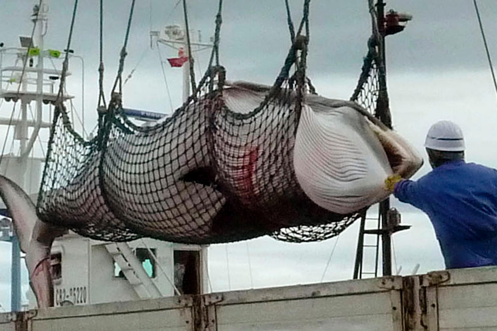 Nach dem Fang eines Zwergwals wird dieser von einem Schiff im Hafen abgeladen: Japan will bis zum Ende des Jahres 227 Wale töten.