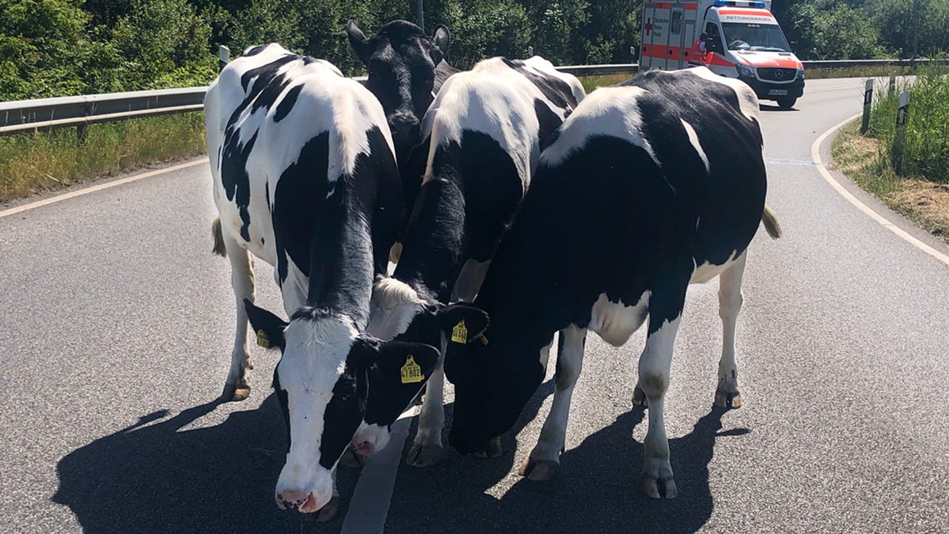 Kühe auf dem Weg zur Autobahn: Sieben Tieren gelang es, aus dem Gehege auszubrechen.