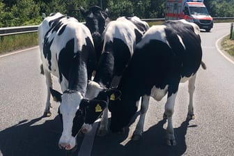 Kühe auf dem Weg zur Autobahn: Sieben Tieren gelang es, aus dem Gehege auszubrechen.