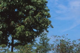 Der Kugelahorn (Acer platanoides 'Globosum') bleibt recht schmal.