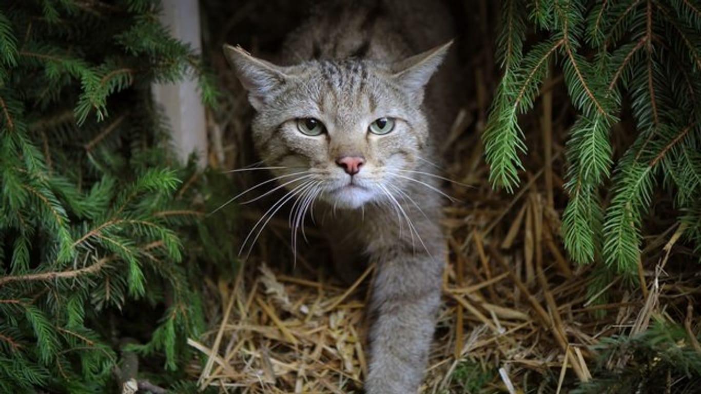 Wildkatzen sind nach Angaben des BUND wieder im gesamten Saarland heimisch.