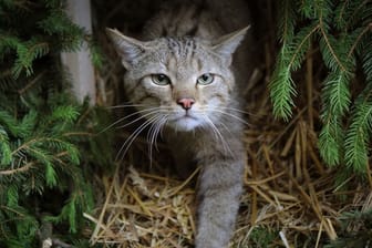 Wildkatzen sind nach Angaben des BUND wieder im gesamten Saarland heimisch.