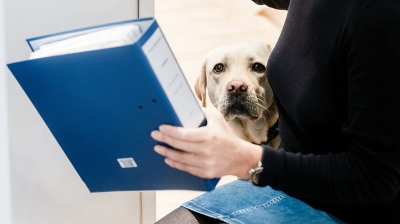 Wer seinen Hund mit ins Büro bringt, sollte das vorher mit Chef und Kollegen absprechen.