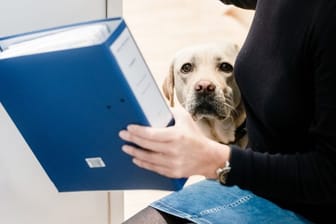 Wer seinen Hund mit ins Büro bringt, sollte das vorher mit Chef und Kollegen absprechen.