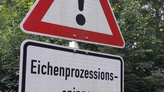 Die Haare des Eichenprozessionsspinners können bei Menschen teils ernste gesundheitliche Probleme verursachen. Die Haare des Eichenprozessionsspinners können bei Menschen teils ernste gesundheitliche Probleme verursachen.