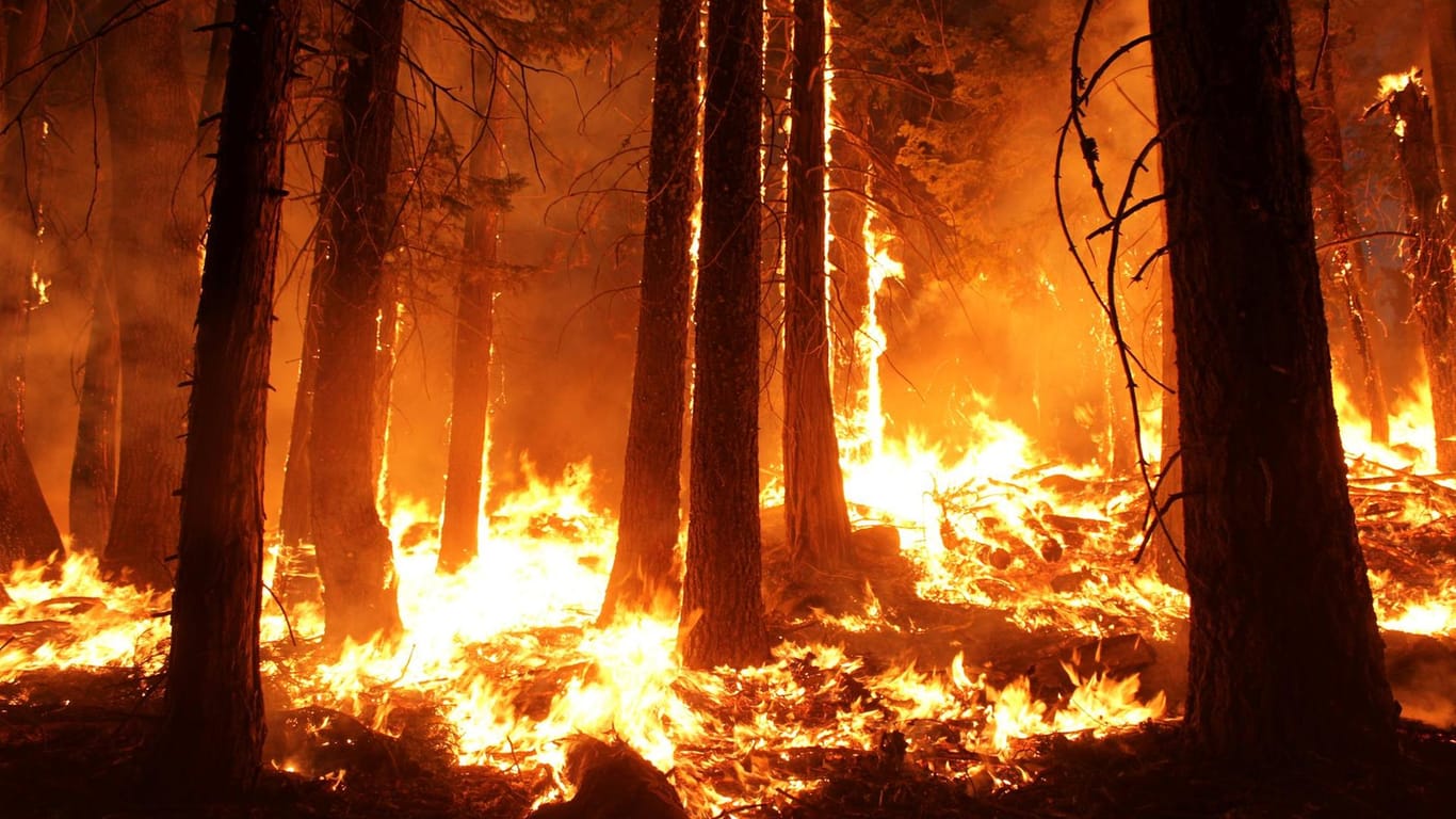 Ein brennender Wald: Ist der Boden im Wald besonders trocken und sandig, ist das Risiko eines Waldbrandes sehr hoch.