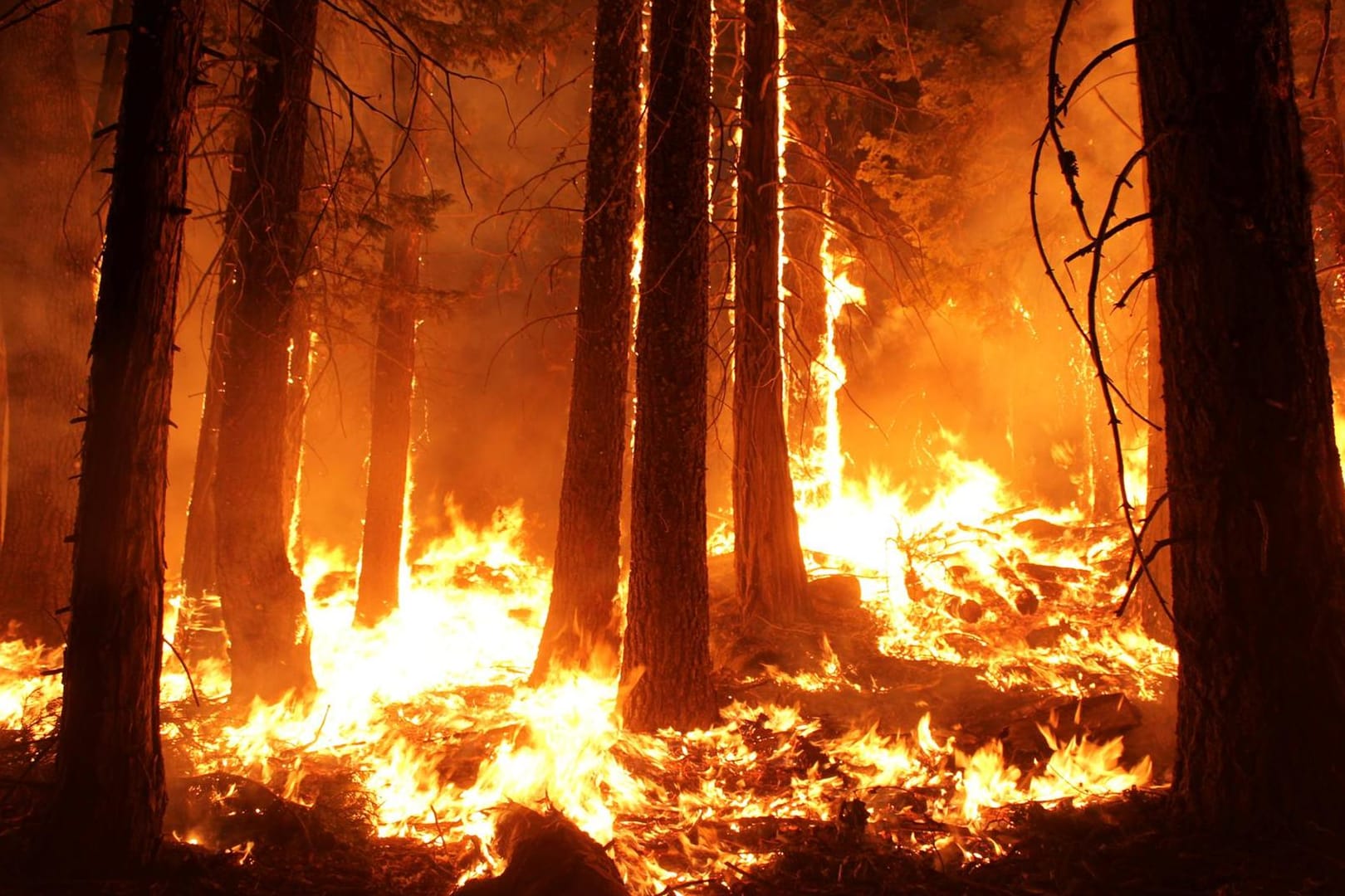 Ein brennender Wald: Ist der Boden im Wald besonders trocken und sandig, ist das Risiko eines Waldbrandes sehr hoch.