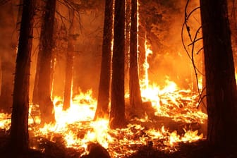 Ein brennender Wald: Ist der Boden im Wald besonders trocken und sandig, ist das Risiko eines Waldbrandes sehr hoch.