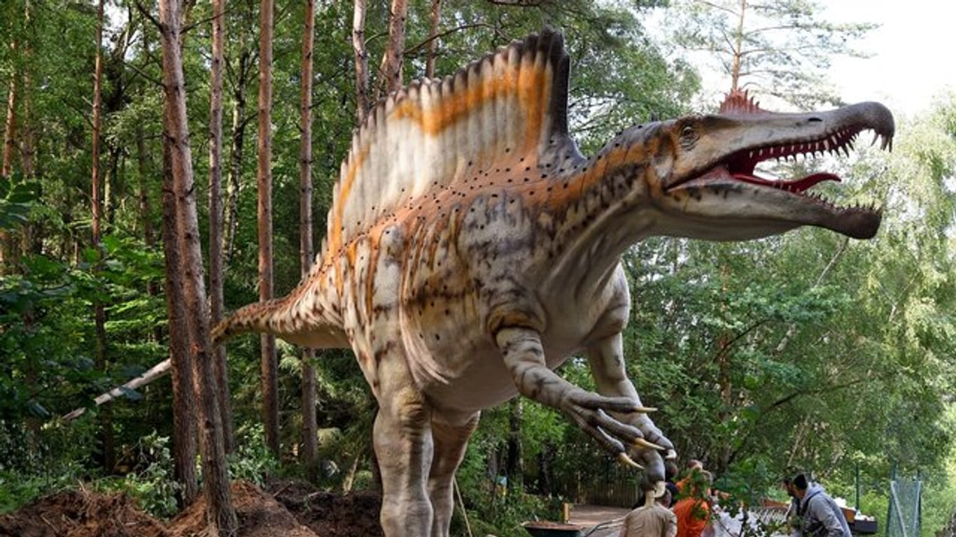 Das Modell eines Spinoraurus wird im Dinosaurier-Park aufgebaut: Bis Ende September ist die Ausstellung in Münchehagen, danach tourt sie durch Europa. (Archivbild)