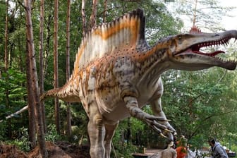 Das Modell eines Spinoraurus wird im Dinosaurier-Park aufgebaut: Bis Ende September ist die Ausstellung in Münchehagen, danach tourt sie durch Europa. (Archivbild)