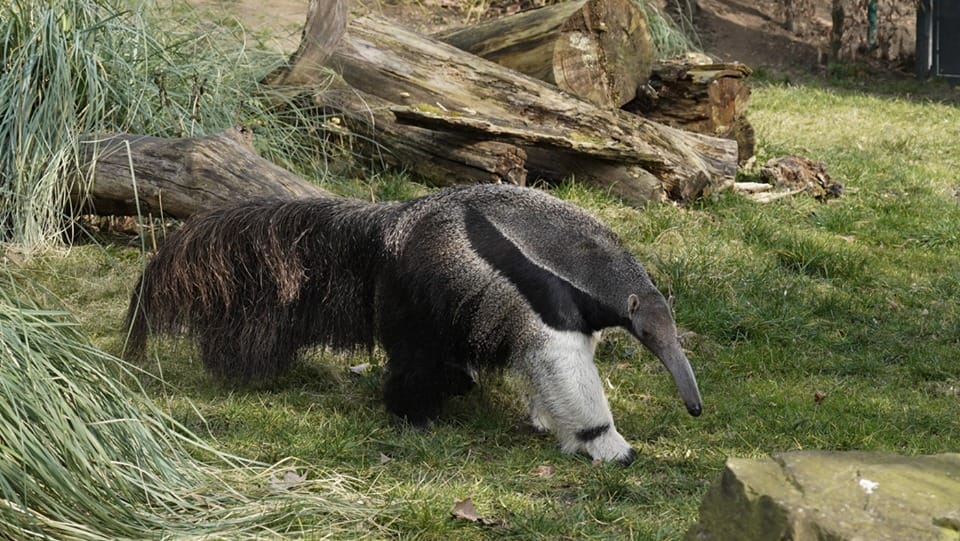 Eine Ameisenbärin: Im Kölner Zoo ist "Jamile" bei einem Paarungsversuch verstorben. Eine Ameisenbärin: Im Kölner Zoo ist "Jamile" bei einem Paarungsversuch verstorben.