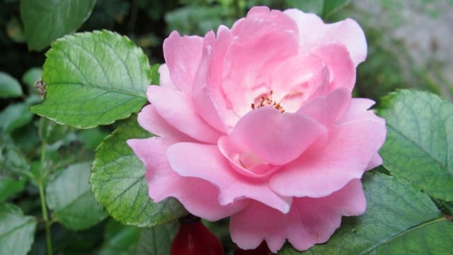 Aus der Blüte der Heckenrose entstehen wertvolle Hagebutten.