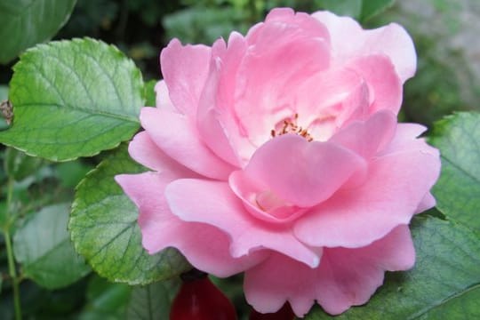 Aus der Blüte der Heckenrose entstehen wertvolle Hagebutten.