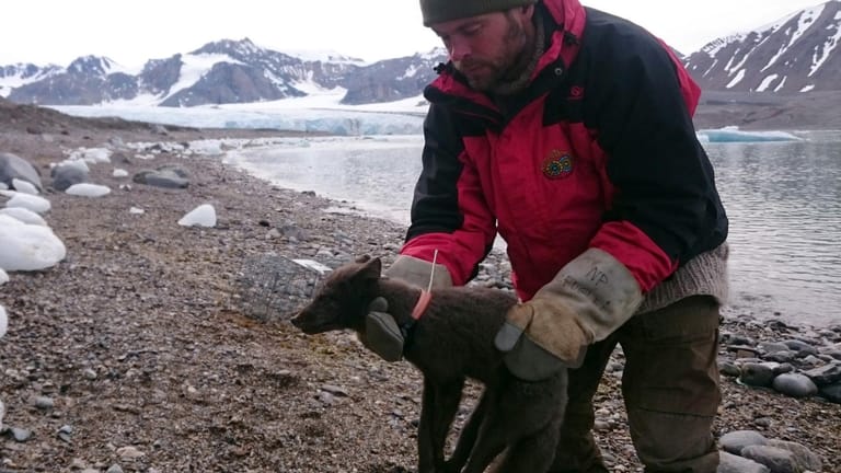 Ein Forscher hat die Füchsin mit einem Halsband ausgestattet: Das Tier legte Tausende Kilometer zurück.