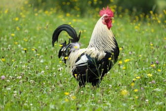 Hahn auf einer Blumenwiese: Die Kläger haben ein Ferienhaus auf der Insel Oléron an der französischen Atlantikküste, die für ihre Ruhe und die langen Sandstrände bekannt ist.