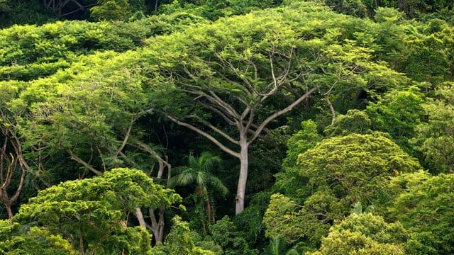 Der Klimawandel kann einer Studie zufolge durch nichts so effektiv bekämpft werden wie durch Aufforstung. Der Klimawandel kann einer Studie zufolge durch nichts so effektiv bekämpft werden wie durch Aufforstung.