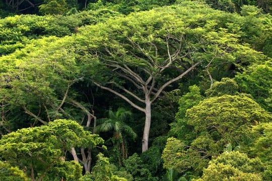 Der Klimawandel kann einer Studie zufolge durch nichts so effektiv bekämpft werden wie durch Aufforstung.