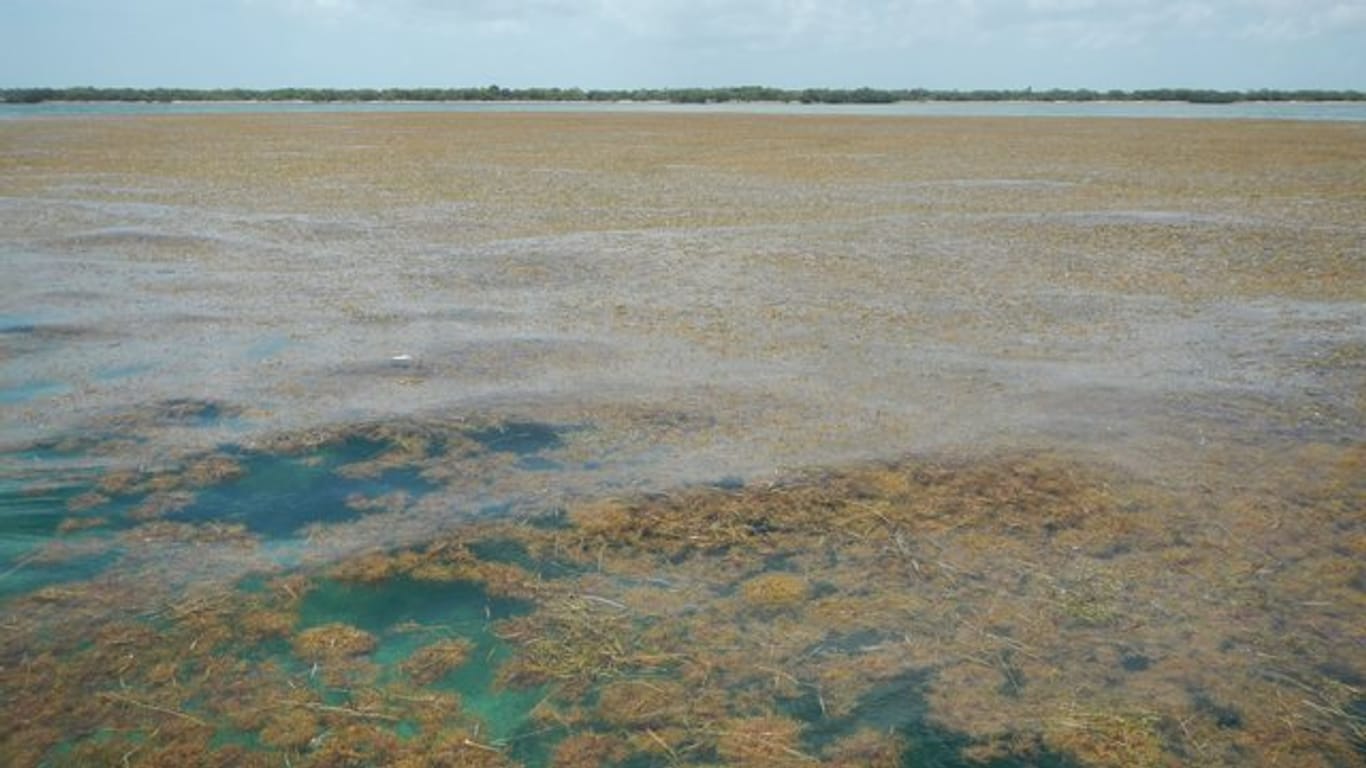 Algen bedecken das Meer am Strand der Inselkette Florida Keys.