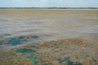 Algen bedecken das Meer am Strand der Inselkette Florida Keys.
