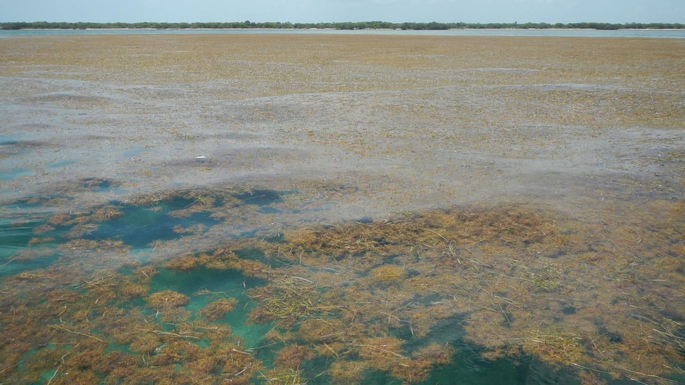 Algen bedecken das Meer am Strand der Florida Keys: Der weltgrößte Algenteppich reicht von Afrika bis Mexiko.