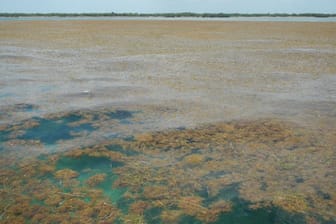 Algen bedecken das Meer am Strand der Florida Keys: Der weltgrößte Algenteppich reicht von Afrika bis Mexiko.