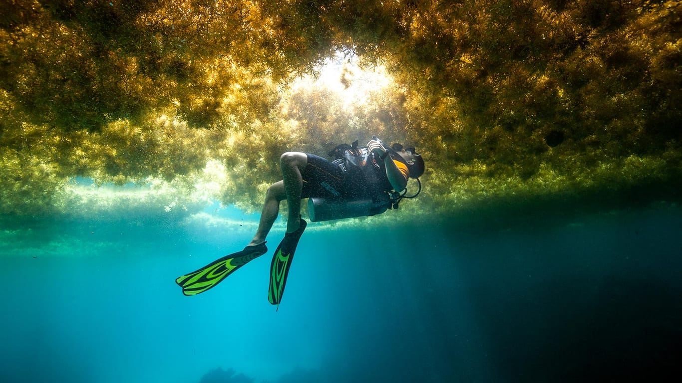 Mexiko, Puerto Morelos: Ein Taucher schwimmt in einer Schicht von Algen.
