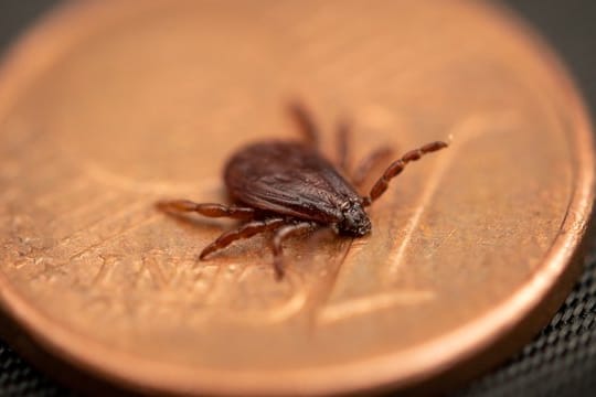 Braune Hundezecke: Die Zeckenart ist deutlich kleiner als eine Ein-Cent-Münze.