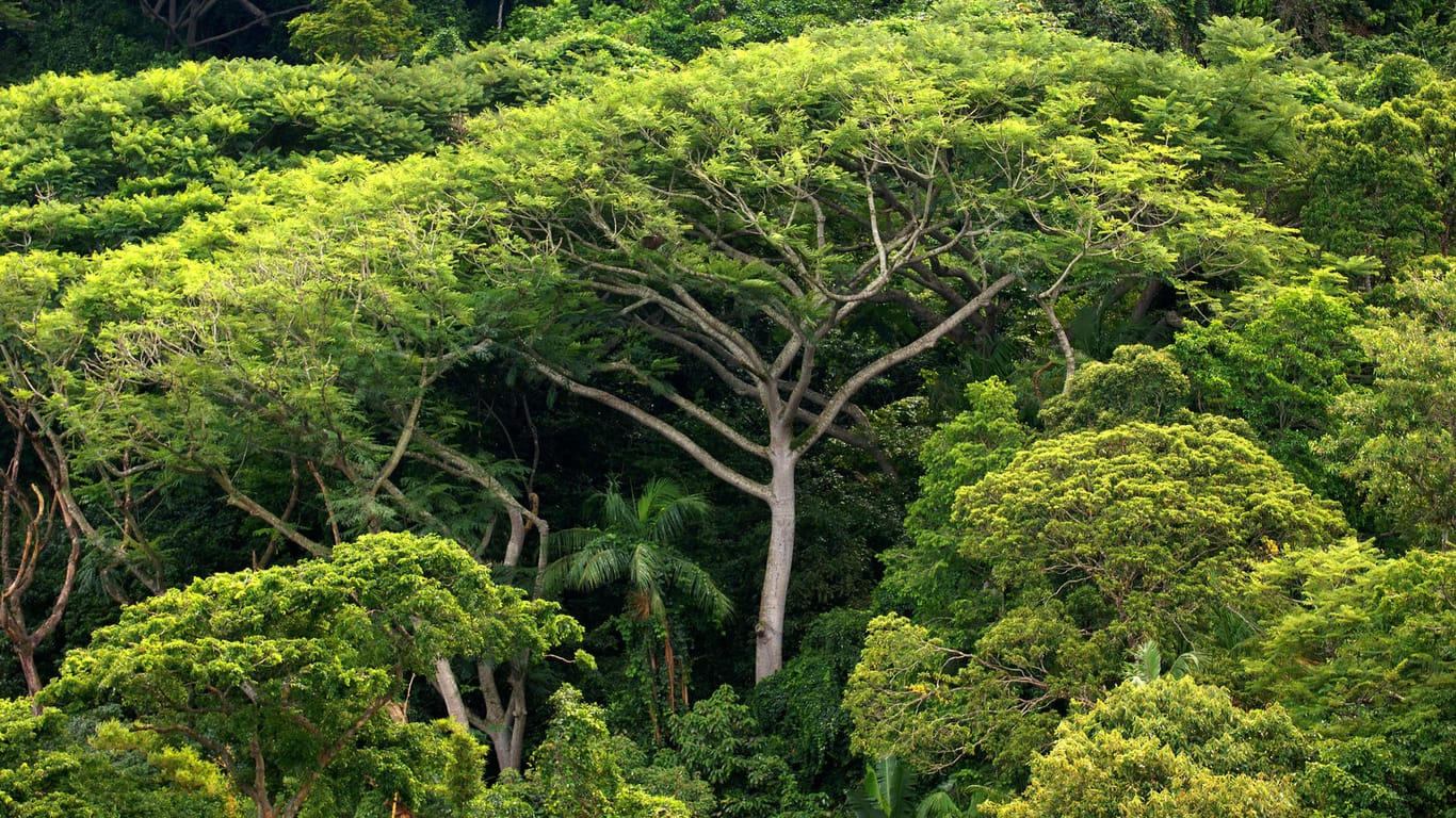 Dichter Regenwald in Brasilien: Die Erde ist derzeit mit 2,8 Milliarden Hektar Wald bedeckt.