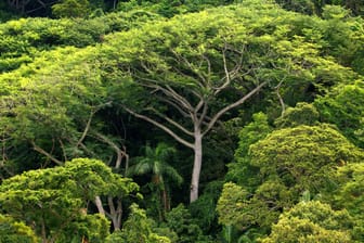 Dichter Regenwald in Brasilien: Die Erde ist derzeit mit 2,8 Milliarden Hektar Wald bedeckt.