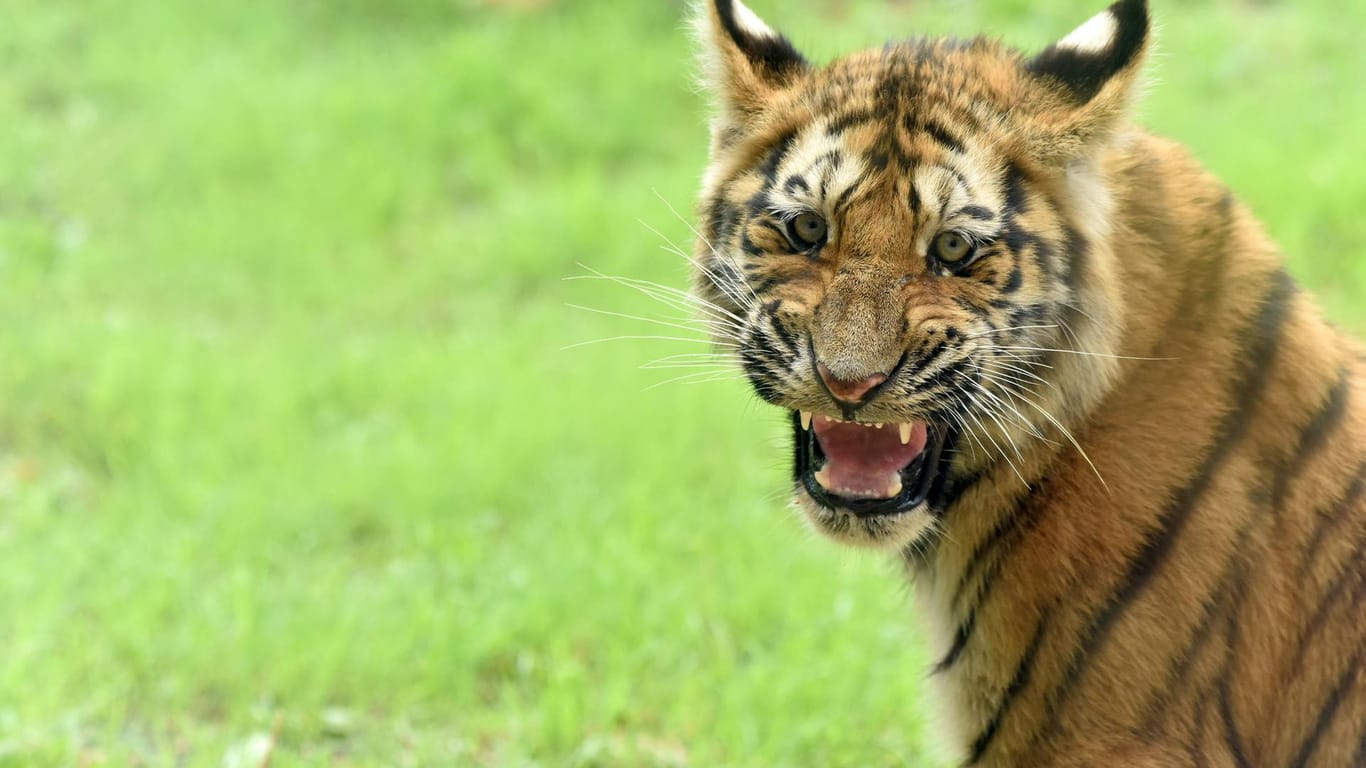 Ein Tiger: Die acht Tiger wurden nach dem Unglück in einen Zoo gebracht. (Symbolbild)