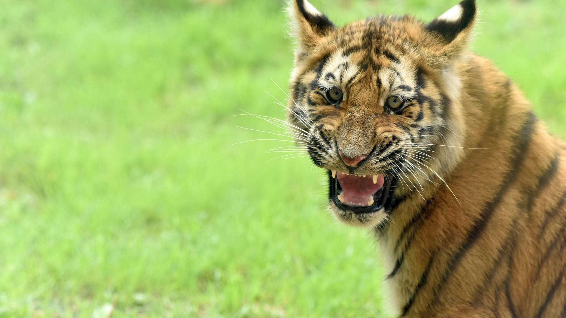 Ein Tiger: Die acht Tiger wurden nach dem Unglück in einen Zoo gebracht. (Symbolbild)