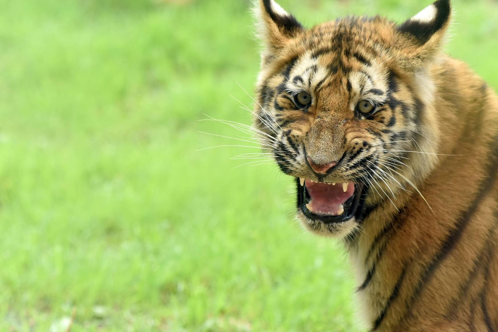 Ein Tiger: Die acht Tiger wurden nach dem Unglück in einen Zoo gebracht. (Symbolbild)