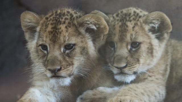 Löwenbabies im Erfuter Zoo