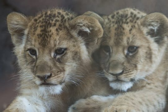 Löwenbabies im Erfuter Zoo