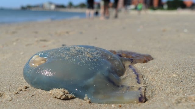 Forscher sehen Möglichkeiten, Quallen zu verwenden - als Nahrung, Bio-Dünger, in Kosmetikprodukten und gegen Mikroplastik in Käranlagen. Forscher sehen Möglichkeiten, Quallen zu verwenden - als Nahrung, Bio-Dünger, in Kosmetikprodukten und gegen Mikroplastik in Käranlagen.