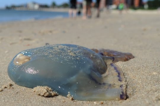 Forscher sehen Möglichkeiten, Quallen zu verwenden - als Nahrung, Bio-Dünger, in Kosmetikprodukten und gegen Mikroplastik in Käranlagen.