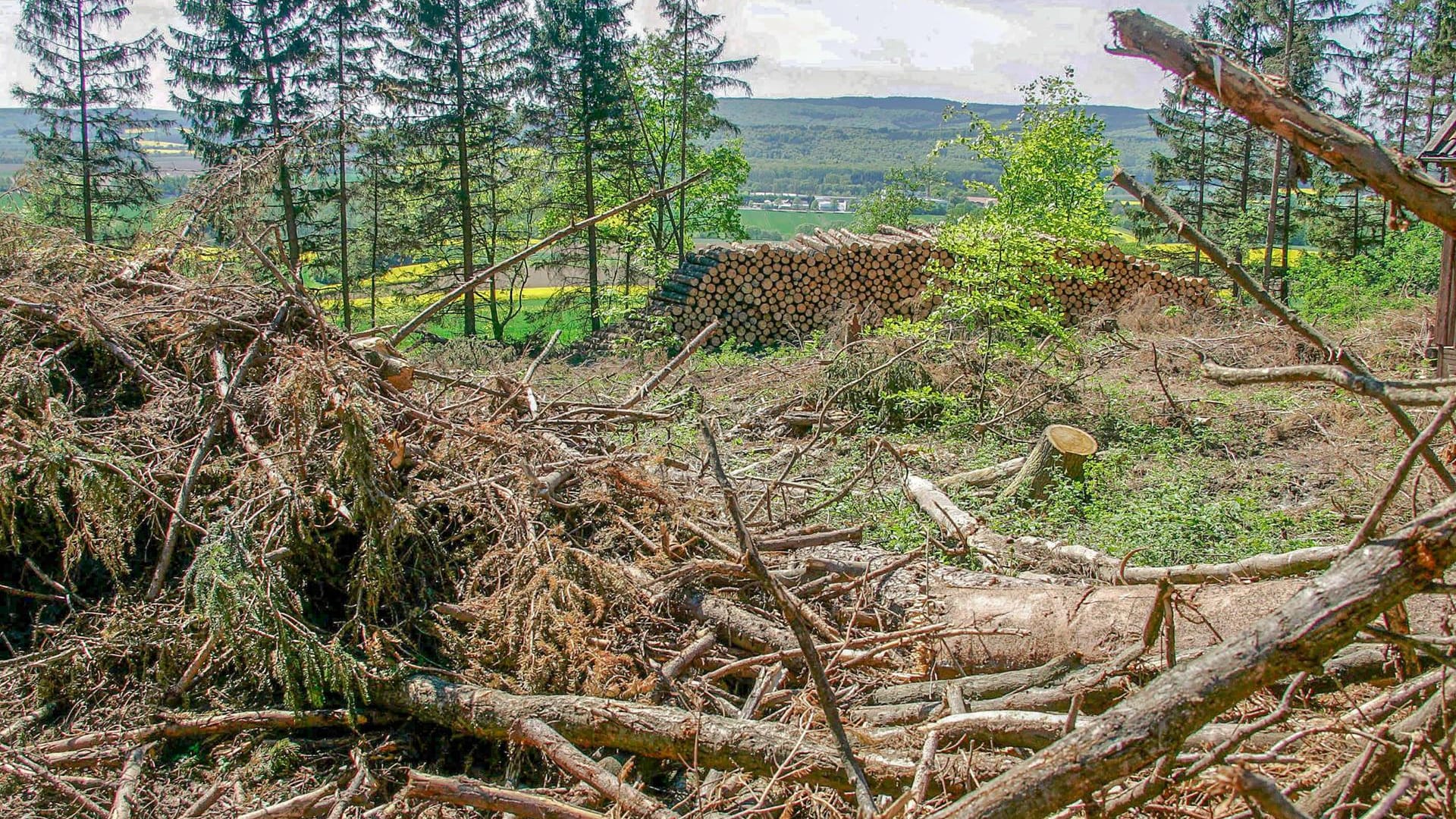 Karger Wald: Dem Agrarministerium zufolge werden mehrere Millionen Bäume benötigt, um den Verlust von insgesamt 110.000 Hektar Wald auszugleichen.