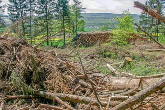 Karger Wald: Dem Agrarministerium zufolge werden mehrere Millionen Bäume benötigt, um den Verlust von insgesamt 110.000 Hektar Wald auszugleichen.