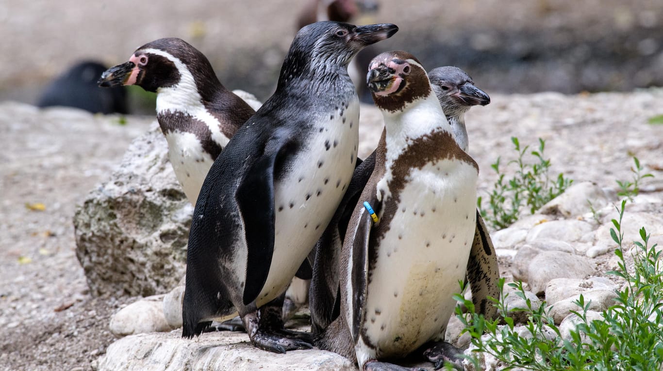 Humboldt-Pinguin-Familie: Anlässlich der Pride Week und des Christopher Street Days in München bietet der Zoo erstmals an mehreren Abenden eine Sonderführung zu homosexuellem Verhalten bei Tieren an.