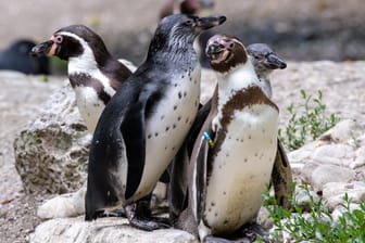 Humboldt-Pinguin-Familie: Anlässlich der Pride Week und des Christopher Street Days in München bietet der Zoo erstmals an mehreren Abenden eine Sonderführung zu homosexuellem Verhalten bei Tieren an.
