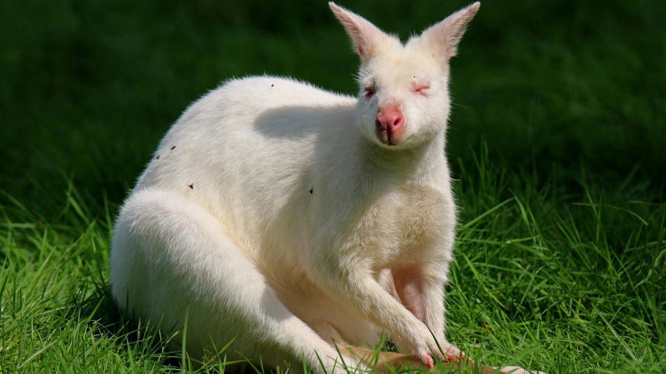 Ein weißes Känguru: In Velbert hat die Feuerwehr vergeblich versucht, ein ausgebüxtes Tier einzufangen. (Symbolbild)