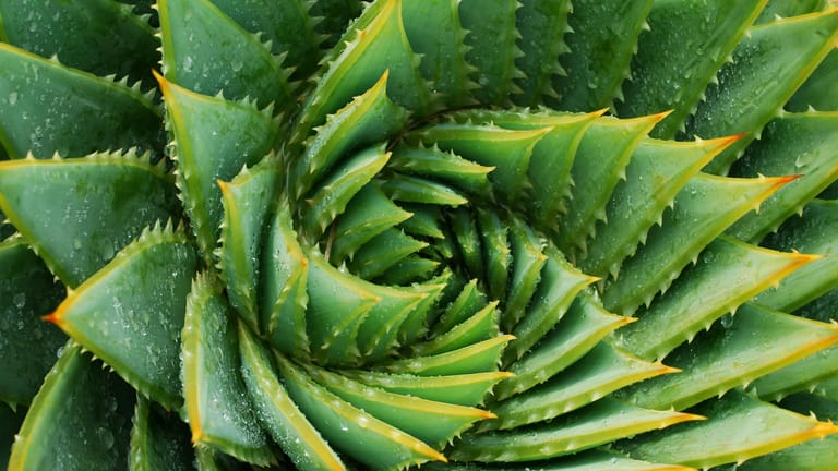 Aloe Vera: Das Gel in den Blättern der Pflanze eignet sich als Pflegemittel für Haut und Haare.